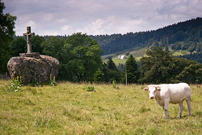 Une vache par Didier Laget