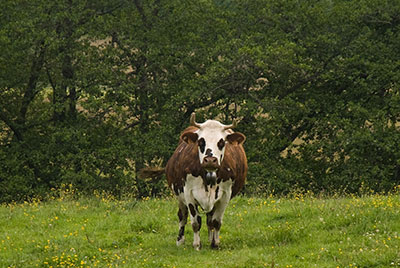 Une vache par Didier Laget